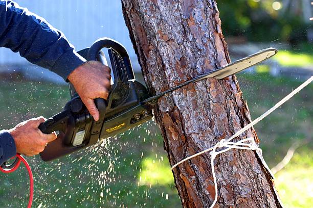 Gratton, VA Tree Care Company